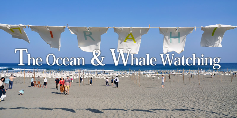 The Ocean & Whale Watching