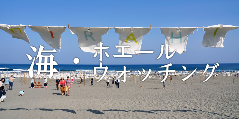 海・ホエールウォッチング