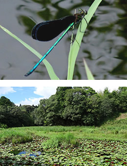 とんぼ自然公園＆あきついお（四万十川学遊館）